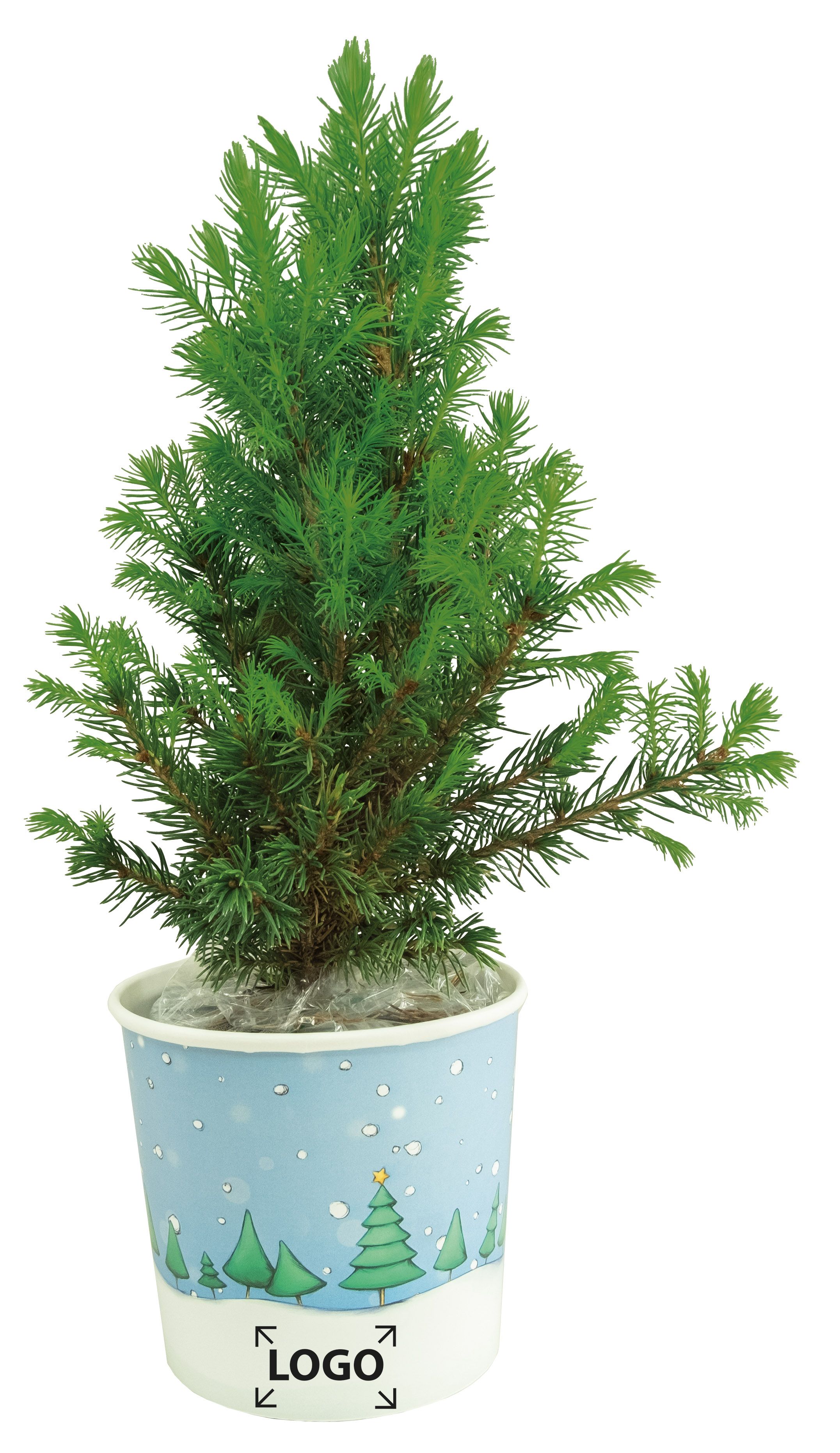 op de banderol (32,7 x 9,3 cm)