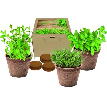 Kokosnoot Plantset Italiaanse Keuken