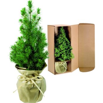 Natuurlijke boom 20-30 cm