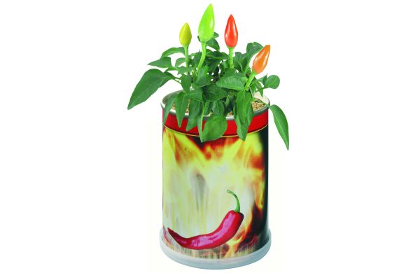 Blumendose Hot Durchmesser  65 x 90 mm, Chili