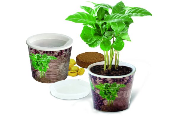 Coffee 2Grow, Kaffeebaum