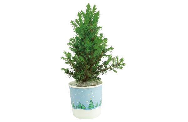 Cup-Bäumchen 20-30 cm, in Einzelkartonage 