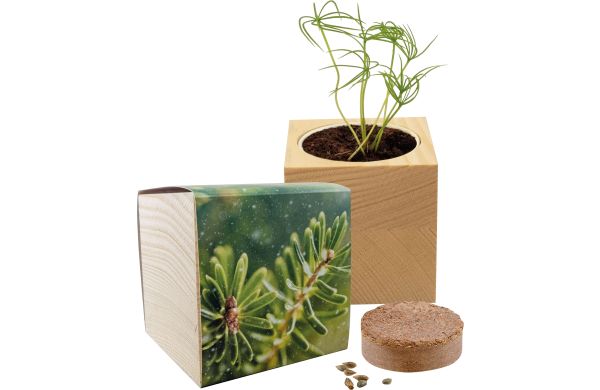 Großer Natur-Würfel Fichte, Fichte