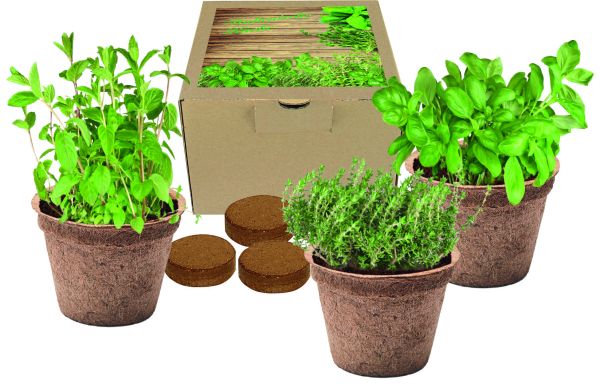 Kokos-Pflanz-Set Italienische Küche, Basilikum, Majoran, Thymian