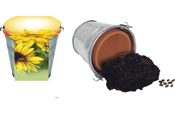 Maxi Sonnen-Eimer, Zwergsonnenblume