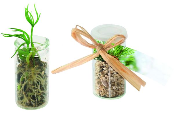 Mini Glasshouse Weihnachtsbaum, Fichte