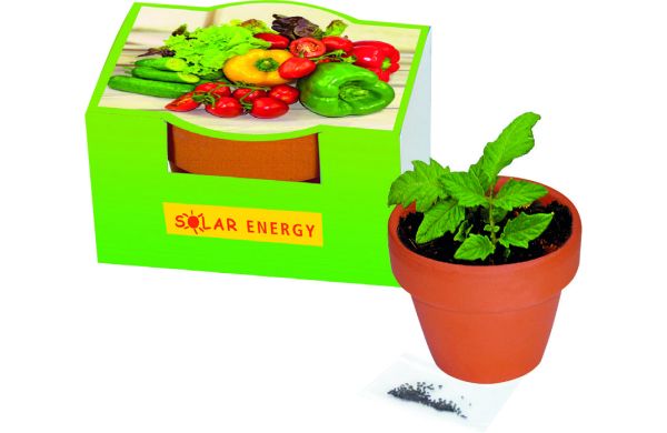 Naschgemüse-Töpfchen, Paprika