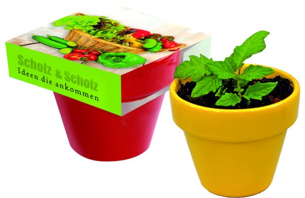 Naschgemüse Colour, Paprika