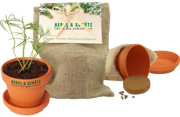 Natur - Säckchen Pflanze deinen Baum, Fichte