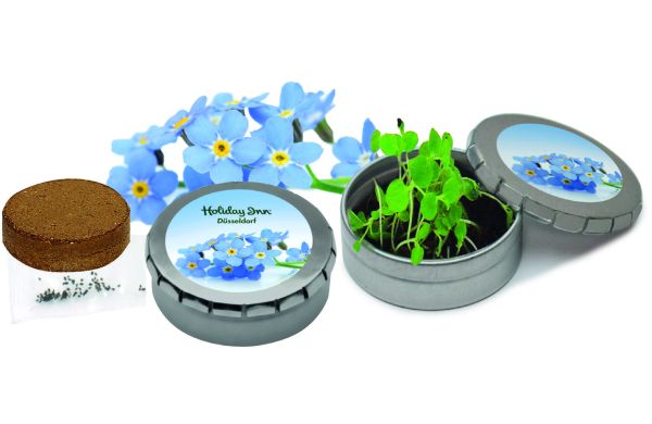 Pflanzdöschen Vergiss-mein-nicht, Vergissmeinnicht 