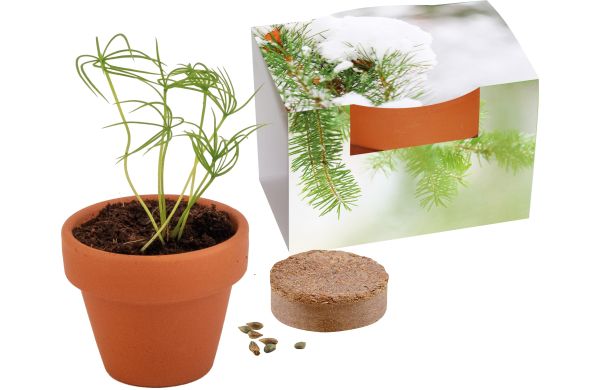 Tontöpfchen Fichte, Fichte