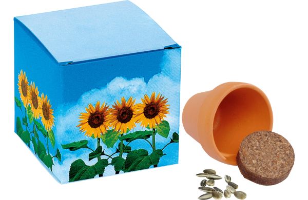 Würfel Sonnenblume, Zwergsonnenblume