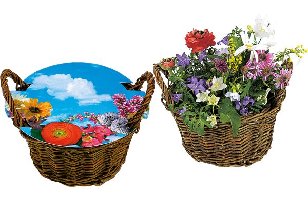 Weiden Körbchen blühendes Wachstum, bunte Blumenmischung