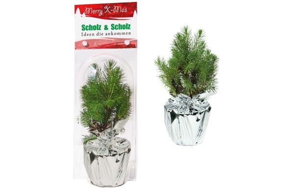 Weihnachtsbäumchen Junior in Überreichbox