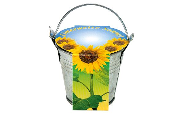 Zinkeimerchen Zwergsonnenblume, Zwergsonnenblume 