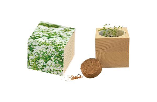 Großer Natur-Würfel Schneeteppich, Lobularia maritima