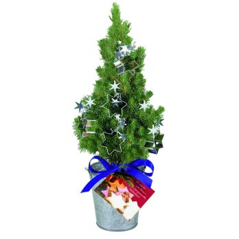 Bakblik boom 20-30 cm