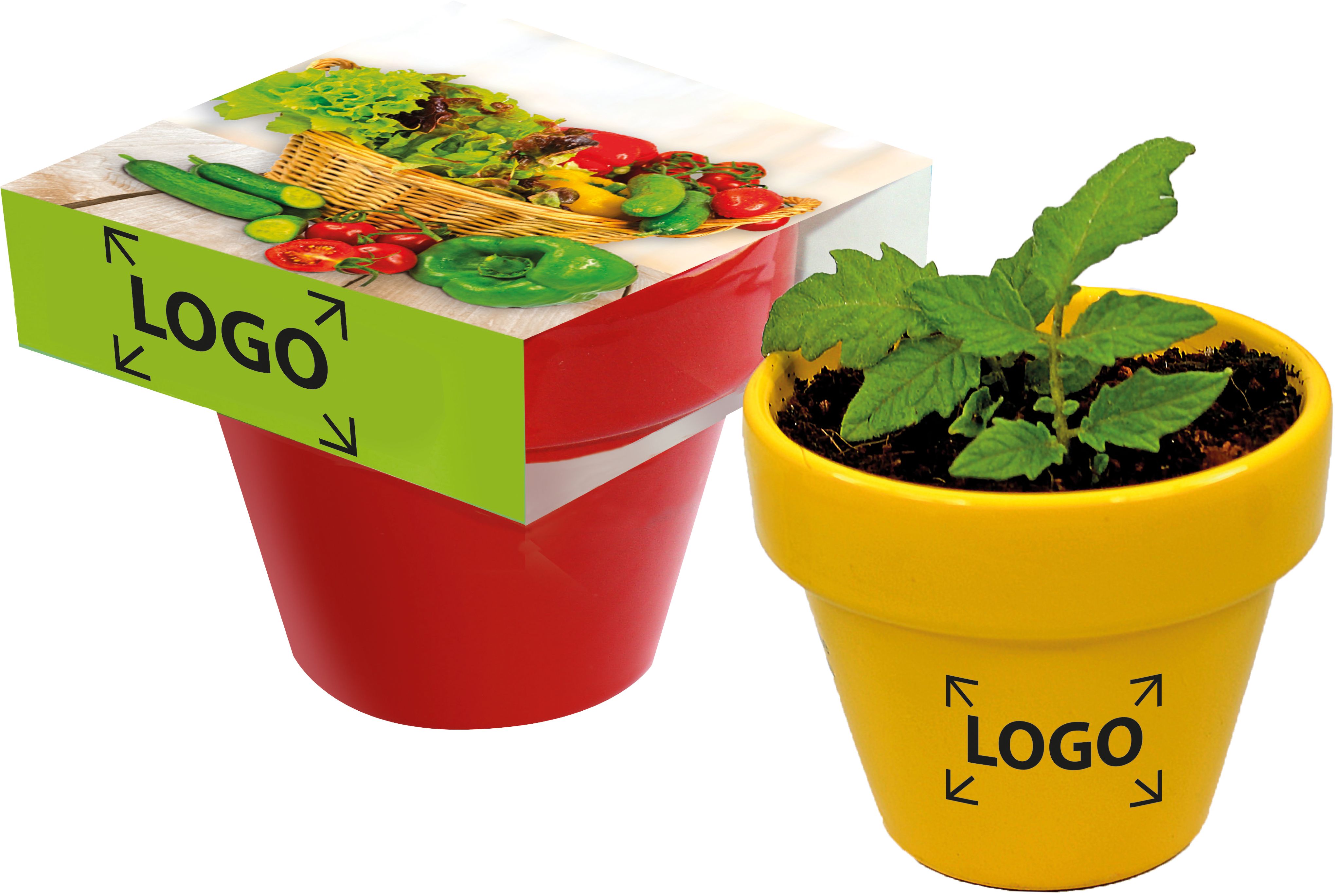 op de banderol (18,0 x 7,2   cm)