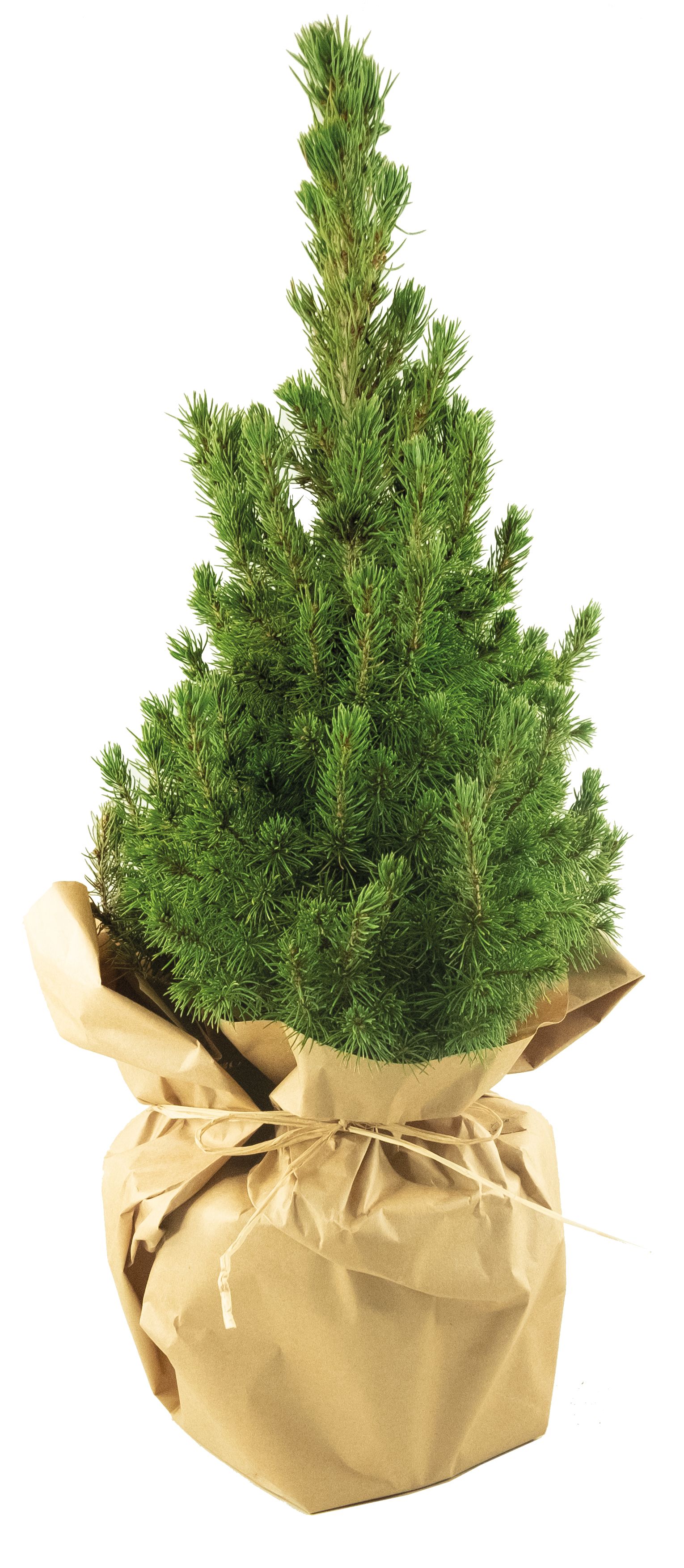 op de kaart (6,0 x 4,0 cm)