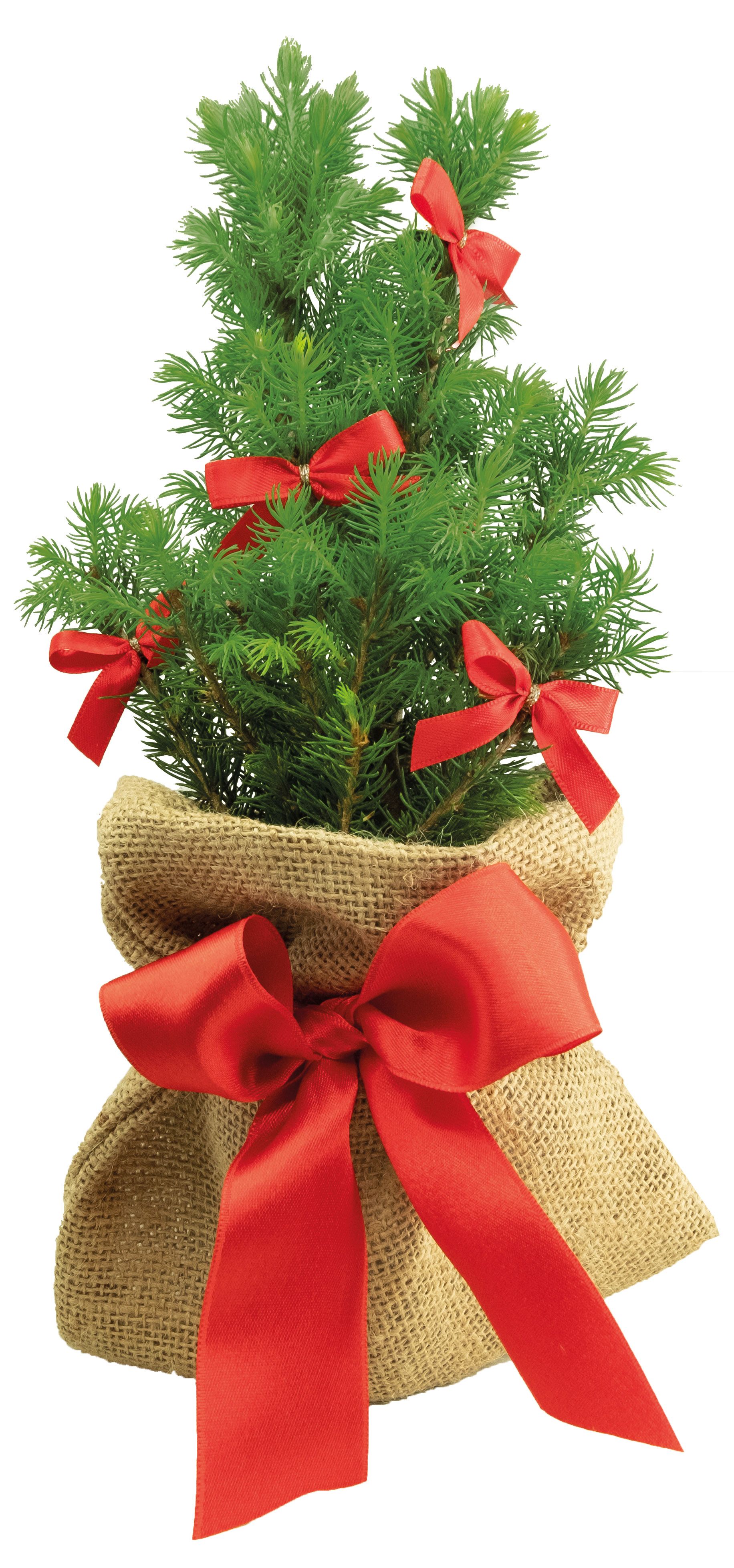 op de kaart (6,0 x 4,0 cm)